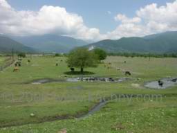 PICT6767 buvoly v azerbajdzanu.jpg